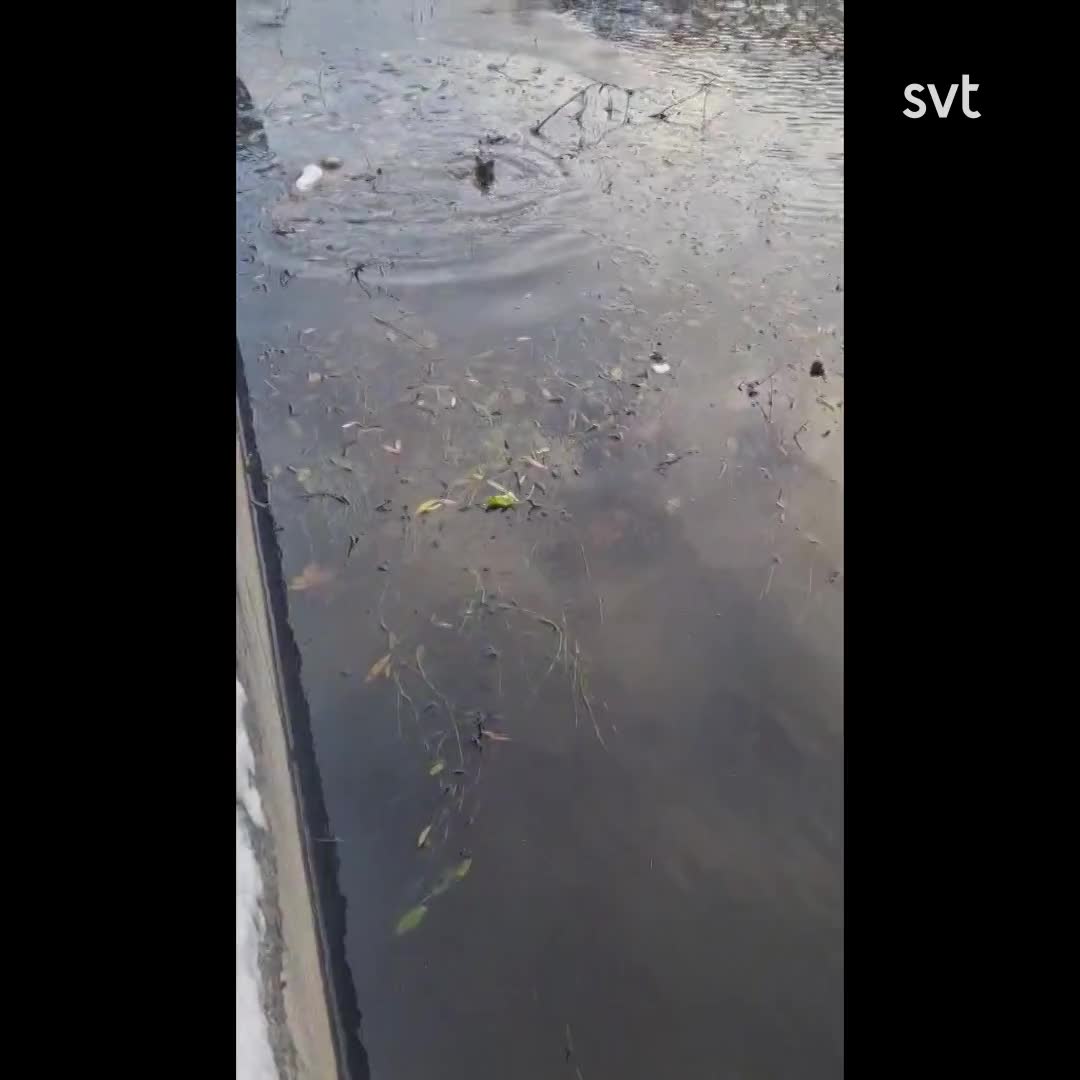 Nyfiken utter i centrala Sundsvall – Sara fångade den på film längs Selångersån